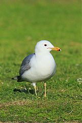 California Gull